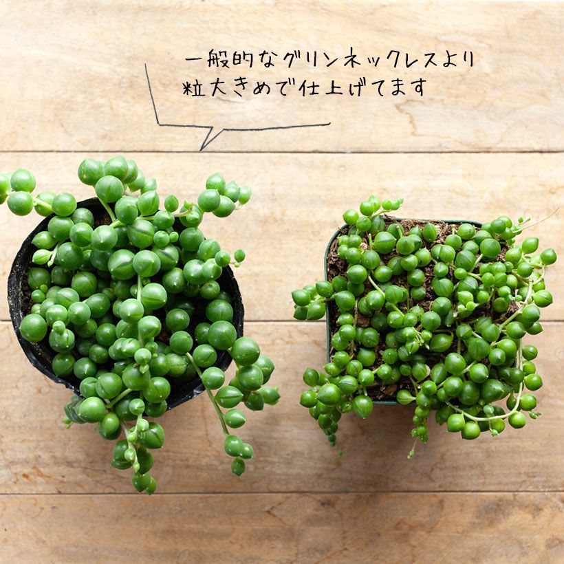 玉（葉）が大きい！大粒のグリーンネックレス
