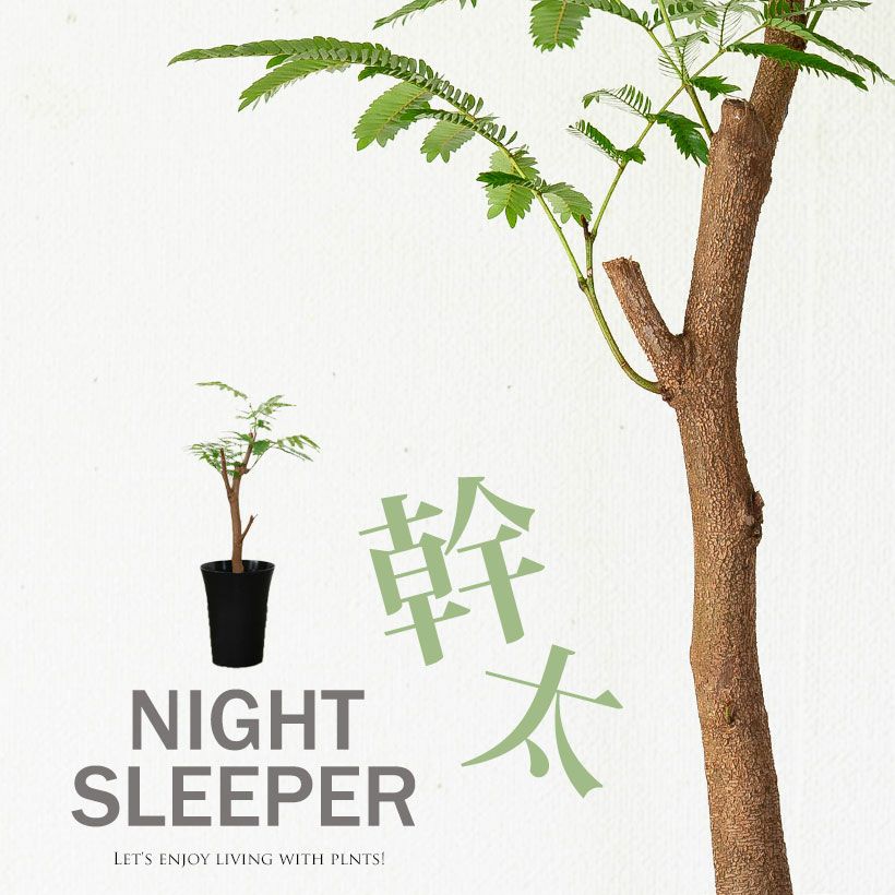 数量限定】6号にしては幹が太い、幹太エバーフレッシュ | [公式]e-花屋さん