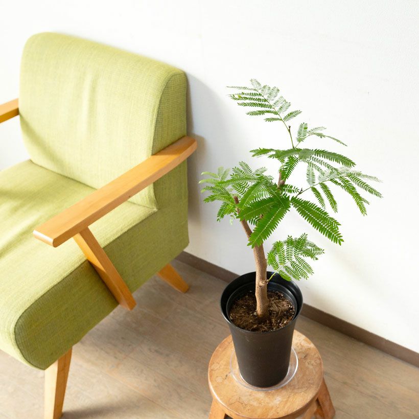 数量限定】6号にしては幹が太い、幹太エバーフレッシュ | [公式]e-花屋さん