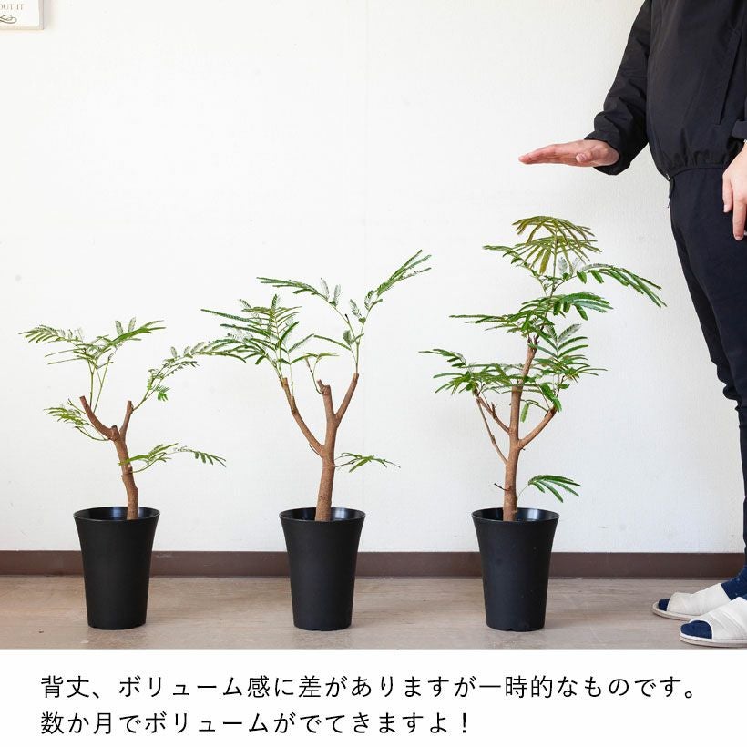 数量限定】6号にしては幹が太い、幹太エバーフレッシュ | [公式]e-花屋さん