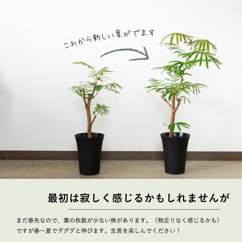 数量限定】6号にしては幹が太い、幹太エバーフレッシュ | [公式]e-花屋さん