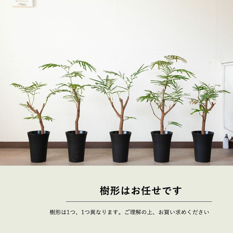 数量限定】6号にしては幹が太い、幹太エバーフレッシュ | [公式]e-花屋さん