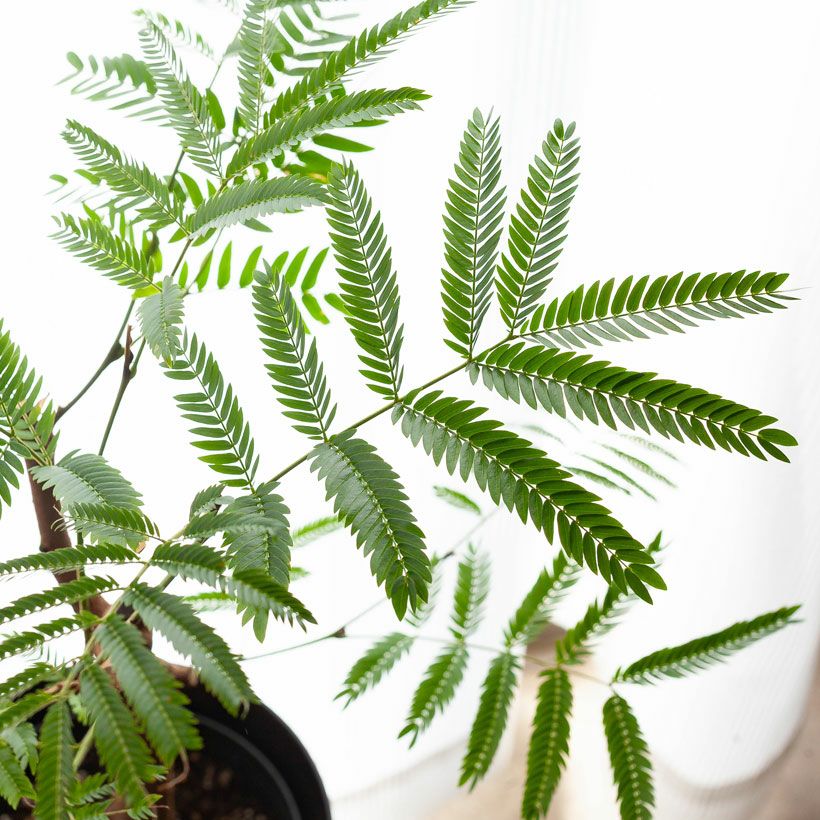 数量限定】6号にしては幹が太い、幹太エバーフレッシュ | [公式]e-花屋さん