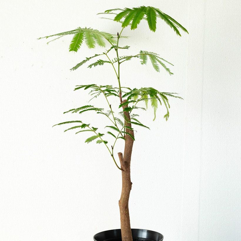 数量限定】6号にしては幹が太い、幹太エバーフレッシュ | [公式]e-花屋さん