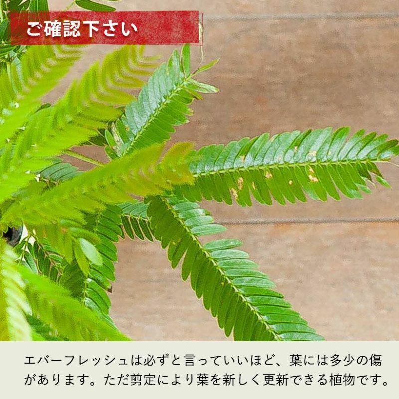 数量限定】6号にしては幹が太い、幹太エバーフレッシュ | [公式]e-花屋さん