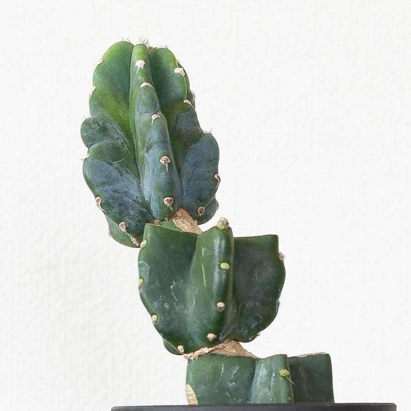 柱サボテン鬼面角｜ジグザグ段々に芽吹かせたブランチ仕立て