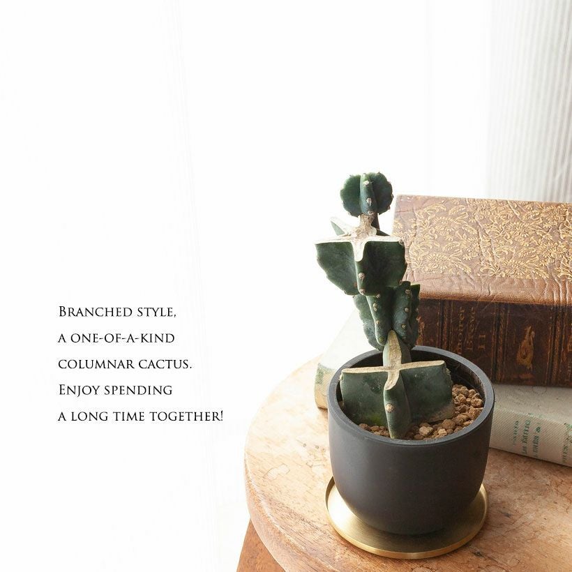 柱サボテン鬼面角｜ジグザグ段々に芽吹かせたブランチ仕立て