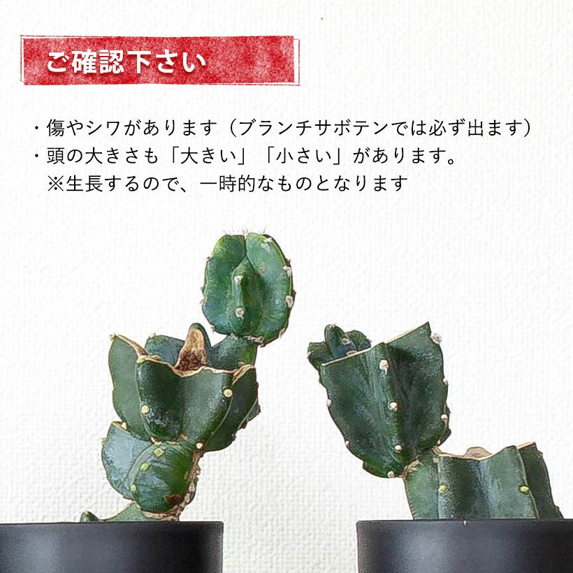 柱サボテン鬼面角｜ジグザグ段々に芽吹かせたブランチ仕立て