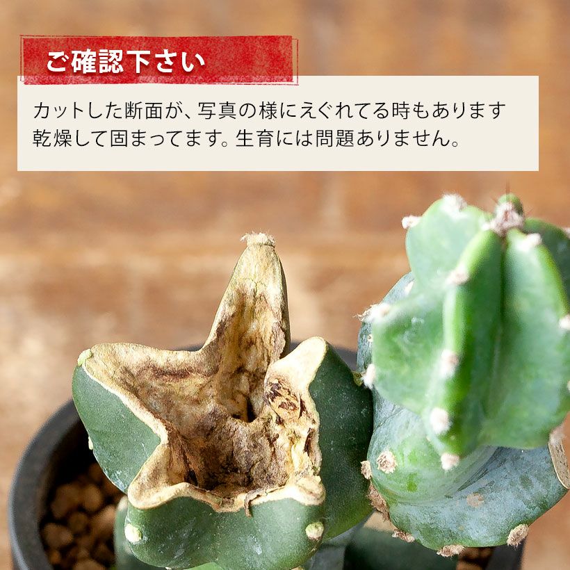 柱サボテン鬼面角｜ジグザグ段々に芽吹かせたブランチ仕立て