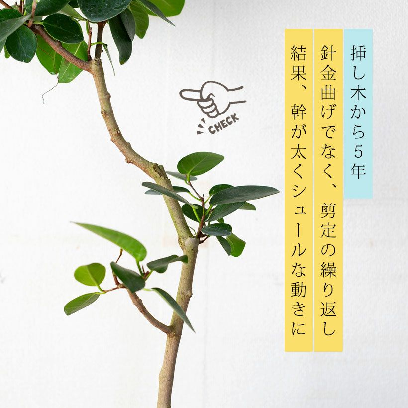 写真で選べる】フィカス・ボタイジュ（同梱不可） | [公式]e-花屋さん