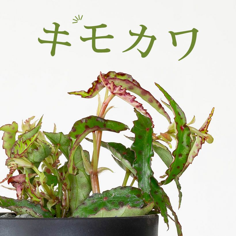 木立ベゴニアアンフィオクサス：水玉（ドット）模様の珍種