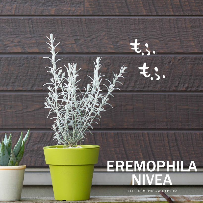 角田園芸エレモフィラニベア｜紫の花が咲くホワイトツリー