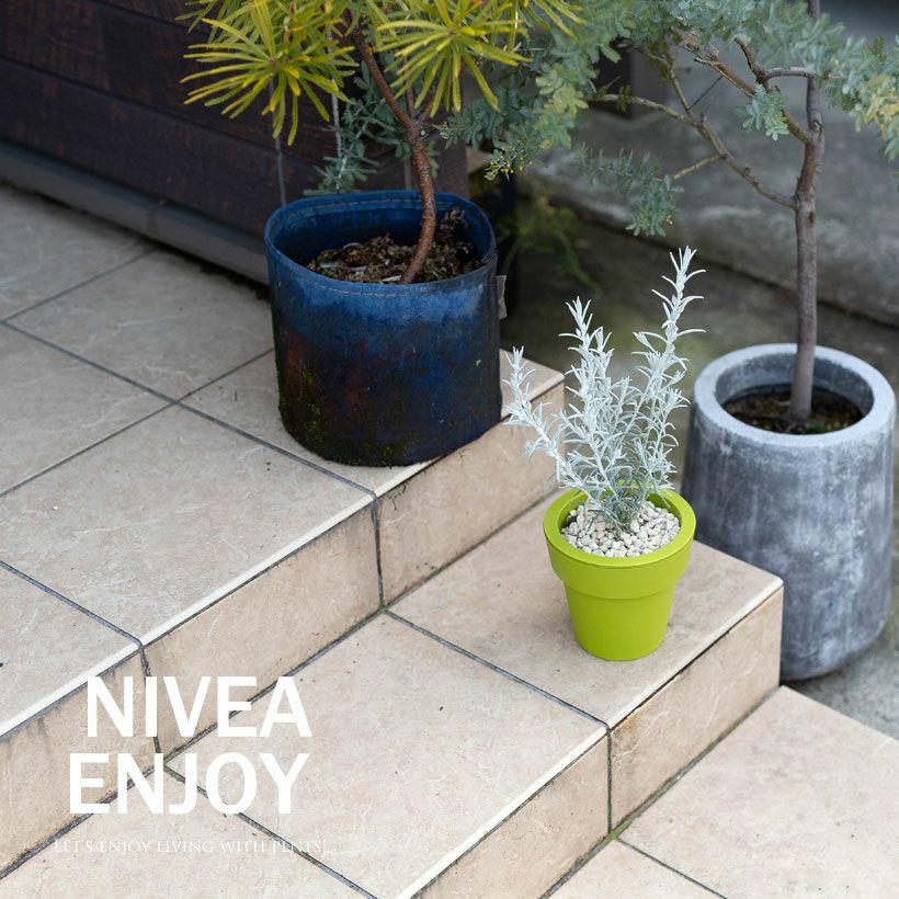 角田園芸エレモフィラニベア｜紫の花が咲くホワイトツリー