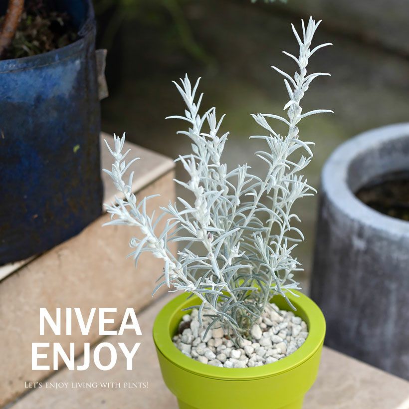 角田園芸エレモフィラニベア｜紫の花が咲くホワイトツリー