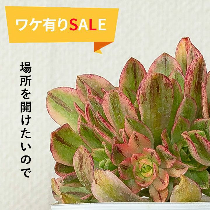 訳有りSALE】 アエオニウム甜茶錦（てんちゃにしき）3.5号苗 | [公式]e