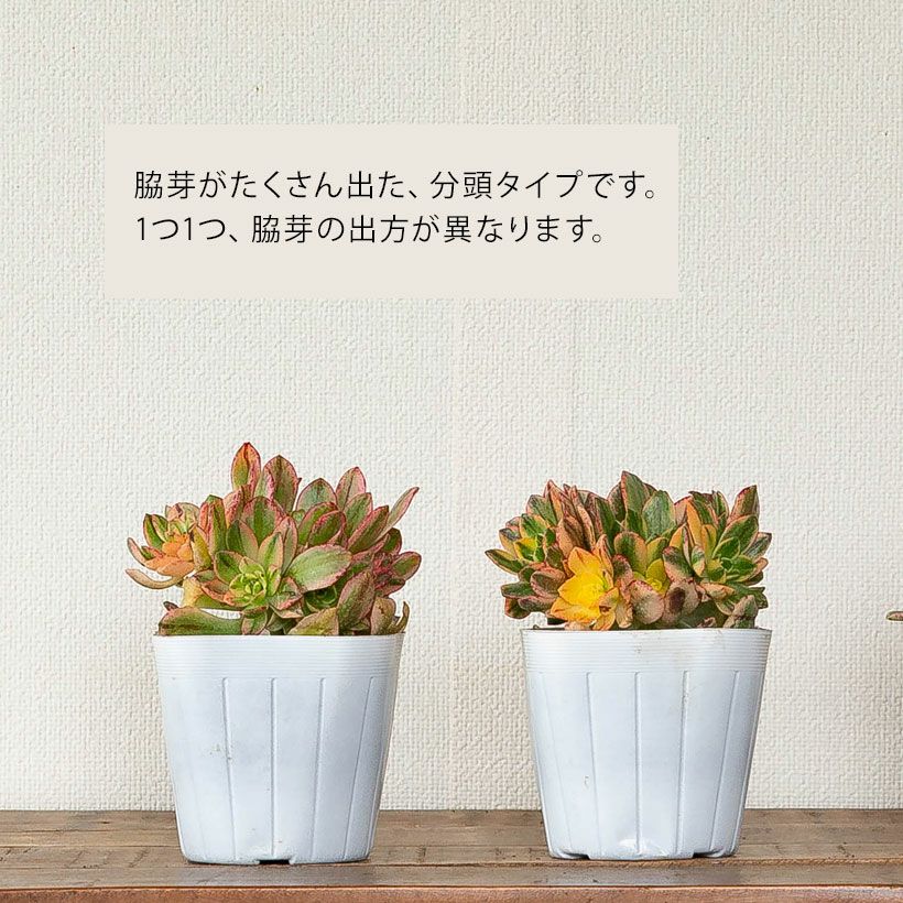 訳有りSALE】 アエオニウム甜茶錦（てんちゃにしき）3.5号苗 | [公式]e