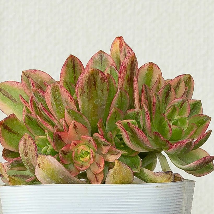 訳有りSALE】 アエオニウム甜茶錦（てんちゃにしき）3.5号苗 | [公式]e