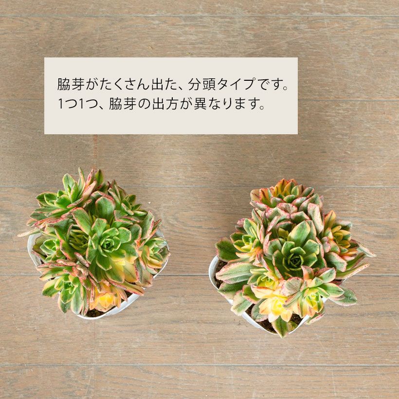 訳有りSALE】 アエオニウム甜茶錦（てんちゃにしき）3.5号苗 | [公式]e