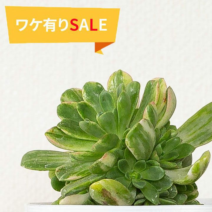 訳有りSALE】 アエオニウム愛染錦（あいぜんにしき）3.5号苗 | [公式]e