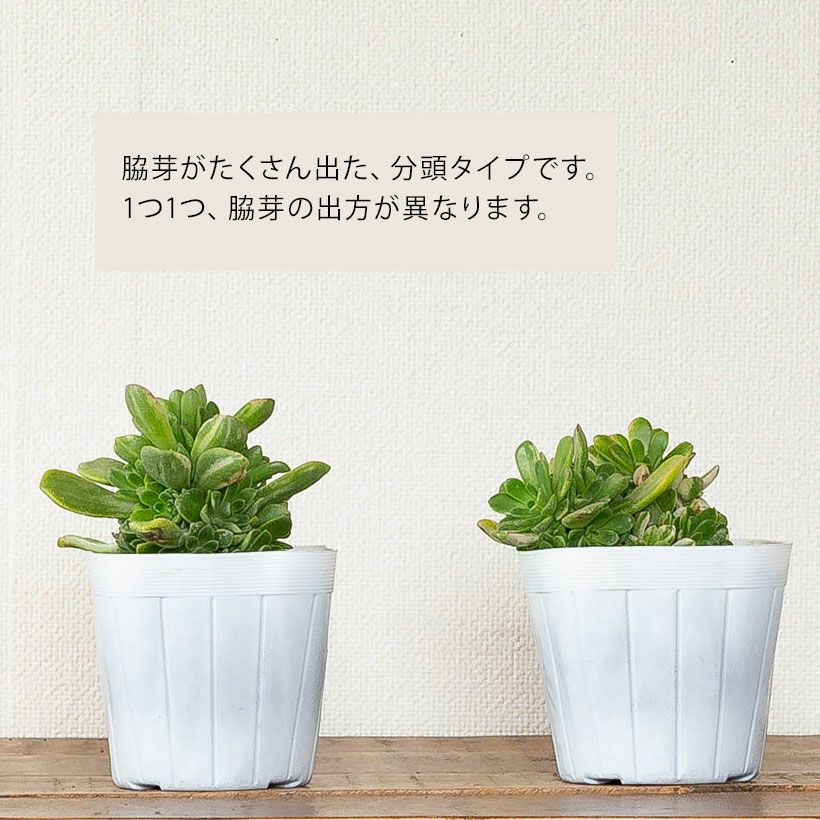 訳有りSALE】 アエオニウム愛染錦（あいぜんにしき）3.5号苗 | [公式]e