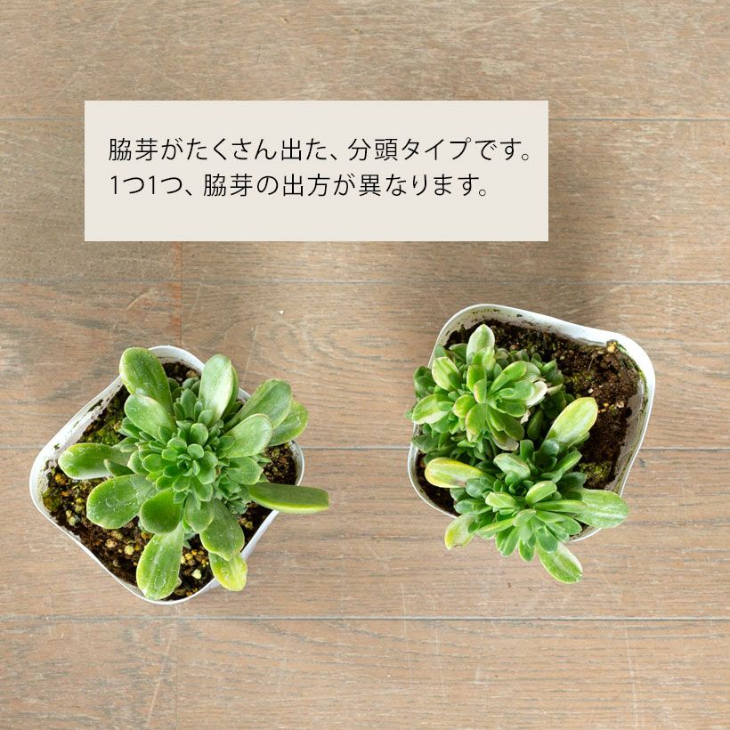 訳有りSALE】 アエオニウム愛染錦（あいぜんにしき）3.5号苗 | [公式]e