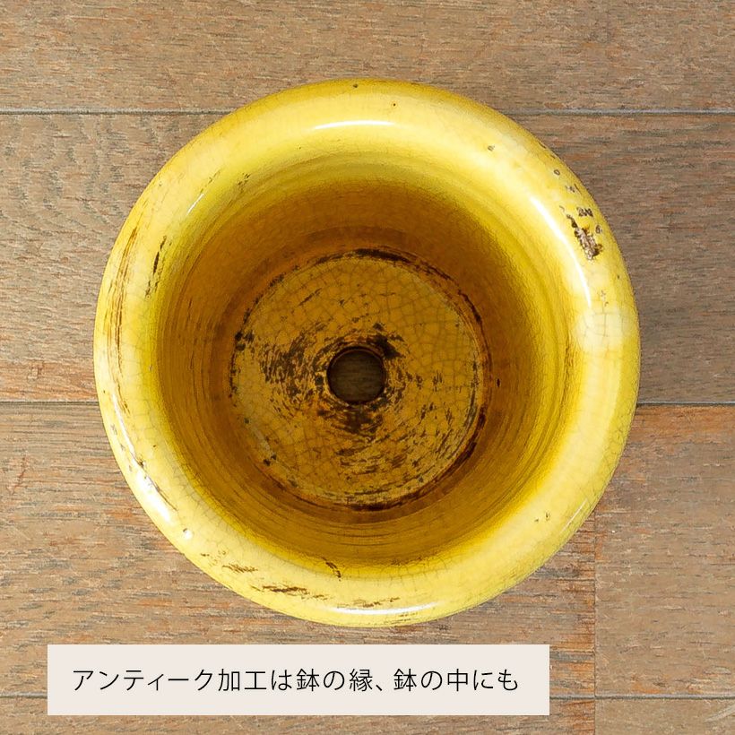 観葉植物の植え替えはこの鉢が人気！「4色」から選べる陶器鉢e-花屋さん
