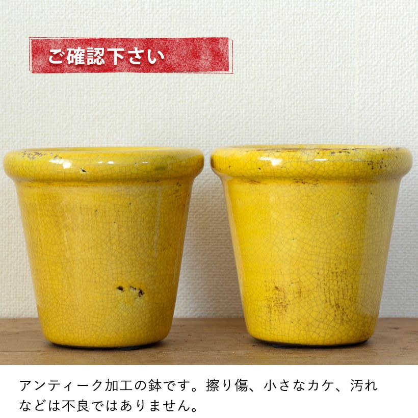 観葉植物の植え替えはこの鉢が人気！「4色」から選べる陶器鉢e-花屋さん