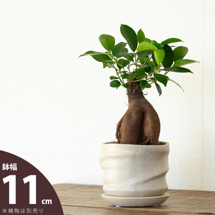 植木鉢 8角×10鉢セット】プレミアローズセレクション【8号角深鉢10鉢セット