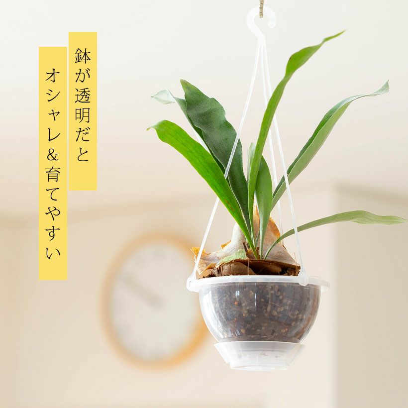 AIRビカクシダ（エアビ）花森さん絶賛！ねこチップ吊り鉢仕立て
