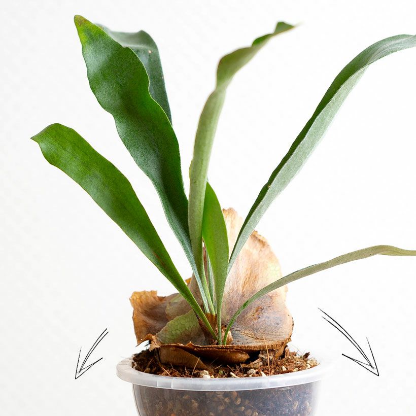 AIRビカクシダ（エアビ）花森さん絶賛！ねこチップ吊り鉢仕立て