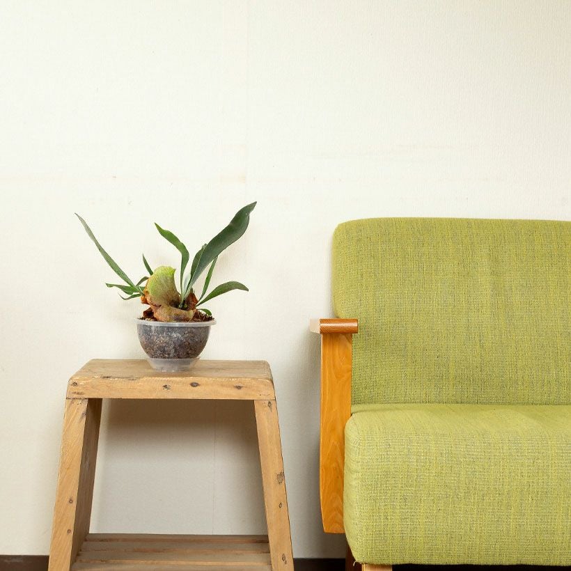 AIRビカクシダ（エアビ）花森さん絶賛！ねこチップ吊り鉢仕立て