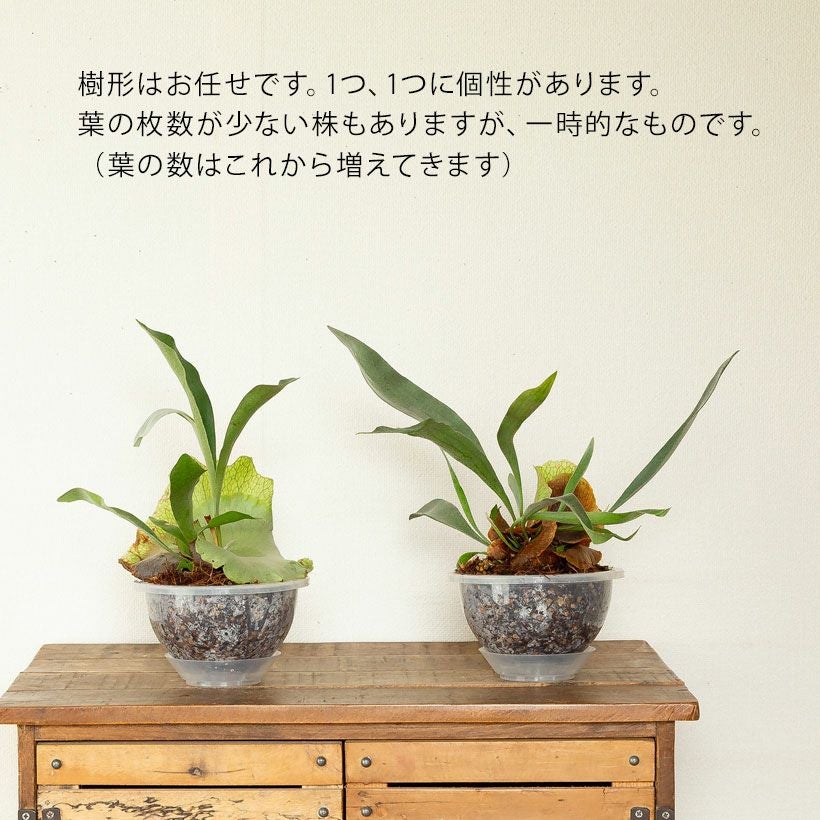AIRビカクシダ（エアビ）花森さん絶賛！ねこチップ吊り鉢仕立て