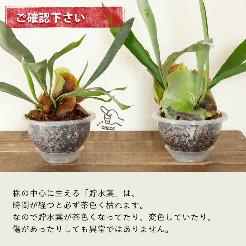 AIRビカクシダ（エアビ）花森さん絶賛！ねこチップ吊り鉢仕立て