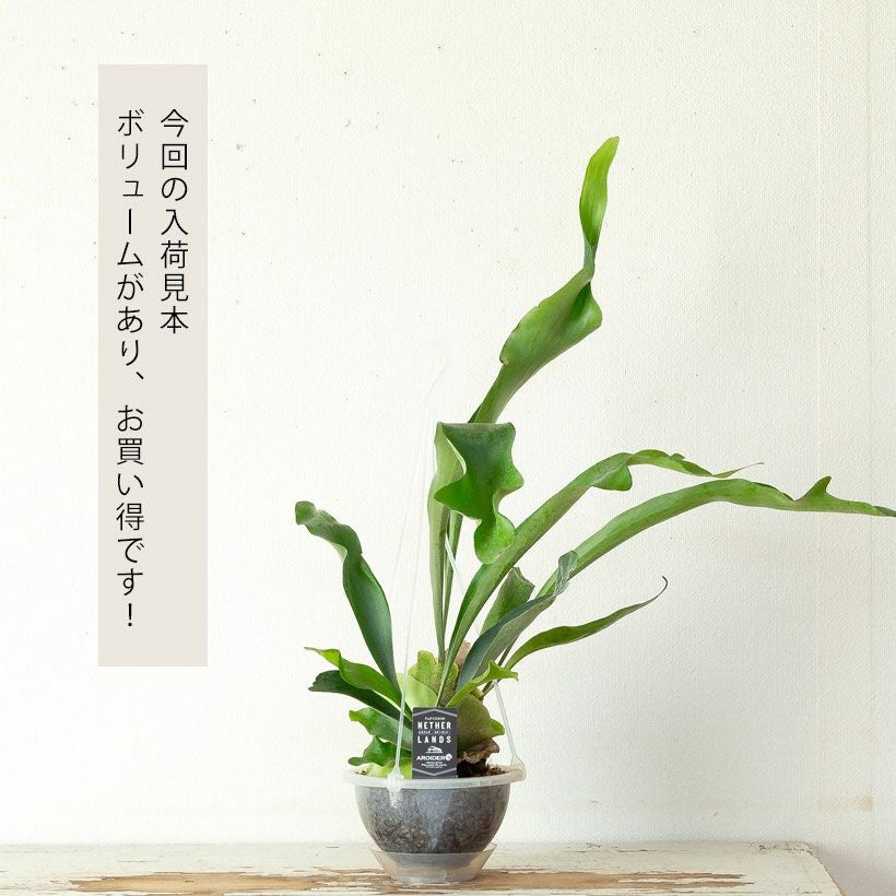 AIRビカクシダ（エアビ）花森さん絶賛！ねこチップ吊り鉢仕立て