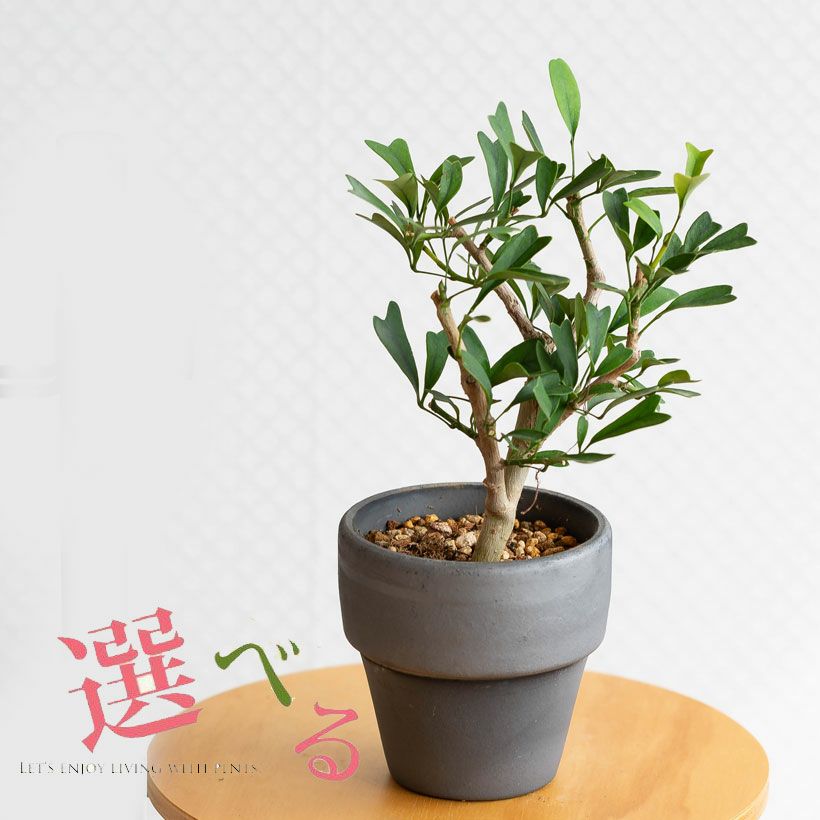 写真で選べる】シェフレラ・トライアンギュラリス | [公式]e-花屋さん