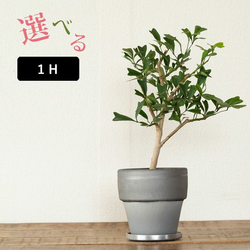 写真で選べる】シェフレラ・トライアンギュラリス | [公式]e-花屋さん