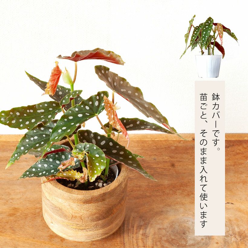木製鉢カバー（マンゴーウッド）3~3.5号苗に！インナーカバー付き