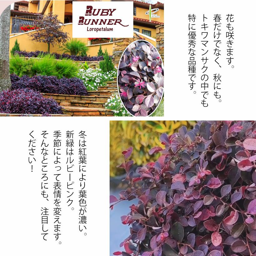 銅葉トキワマンサク「ルビーランナー」常緑這性グランドカバーに