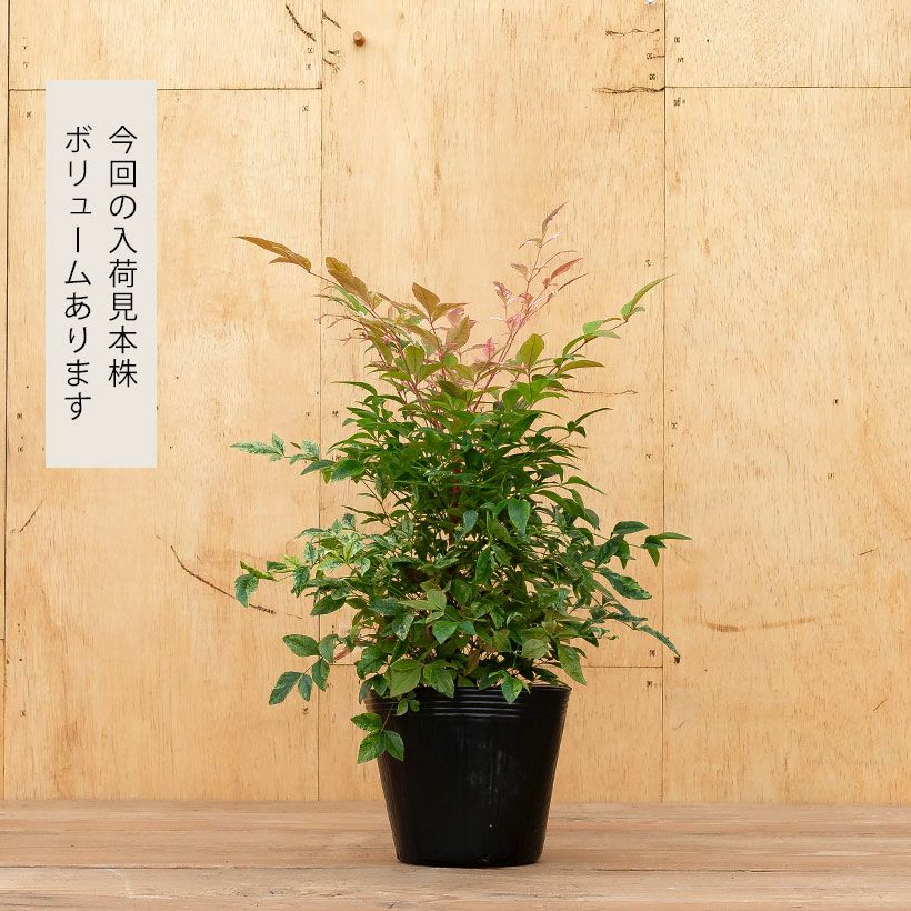 南天トワイライト（斑入り南天）背が高くならないドワーフタイプ