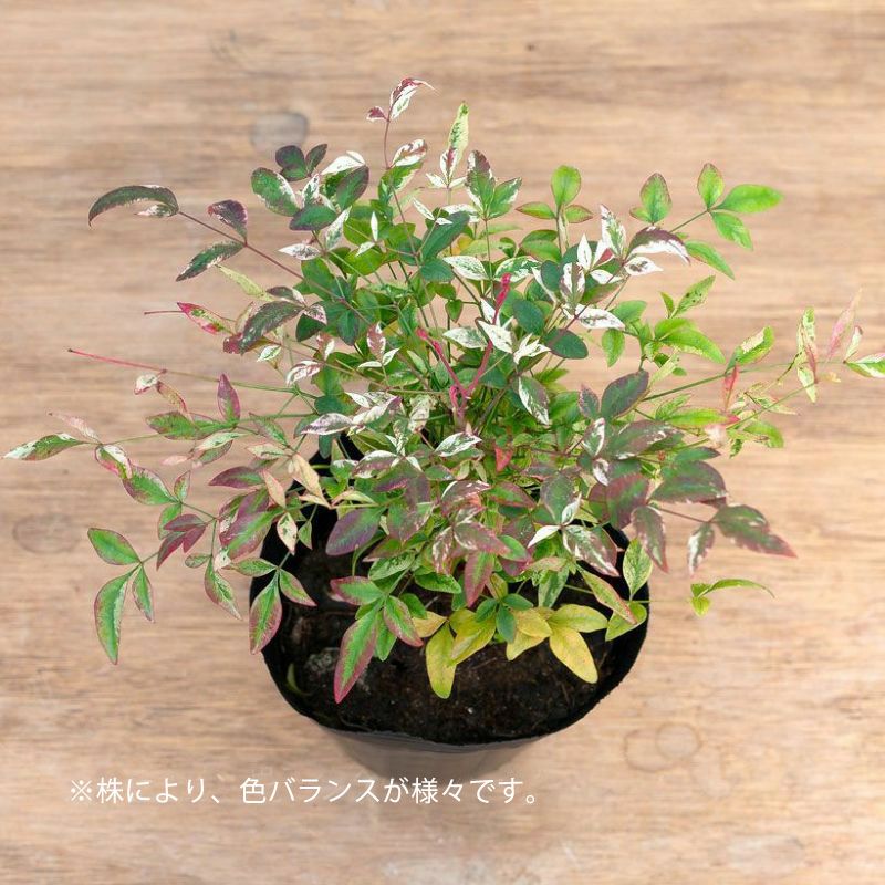 南天トワイライト（斑入り南天）背が高くならないドワーフタイプ