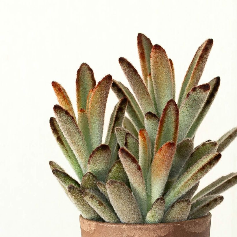 クロトジ（黒兎耳）カランコエの人気種！ツキトジと比べ茶褐色