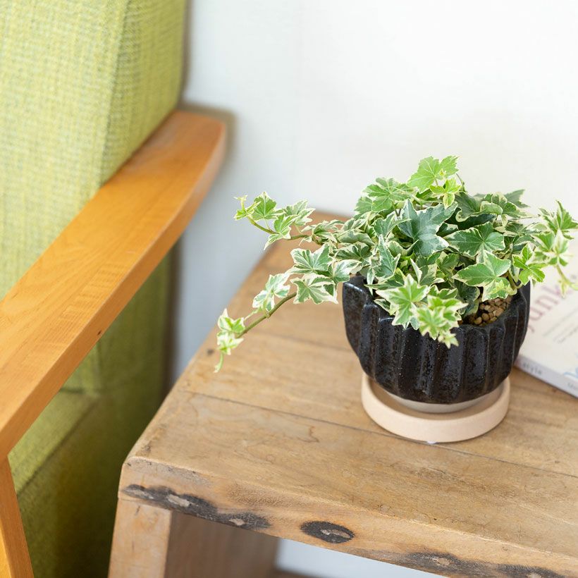 可愛らしい陶器鉢｜ヘデラ、ペペロミアなどミニ観葉植物にお勧め