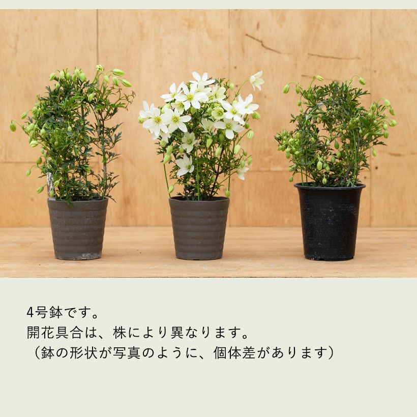 常緑クレマチス「カートマニージョー」ニュージーランド系