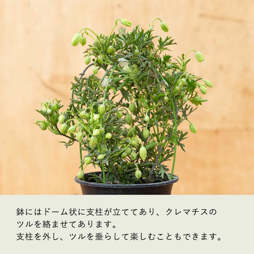 常緑クレマチス「カートマニージョー」ニュージーランド系