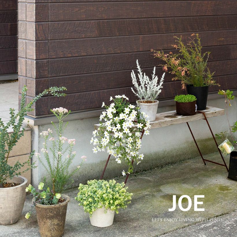 常緑クレマチス「カートマニージョー」ニュージーランド系