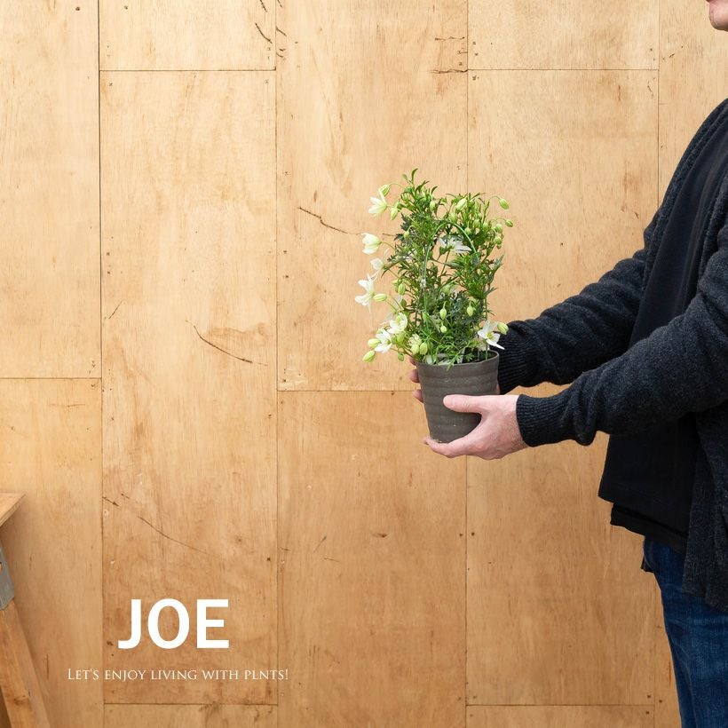 常緑クレマチス「カートマニージョー」ニュージーランド系