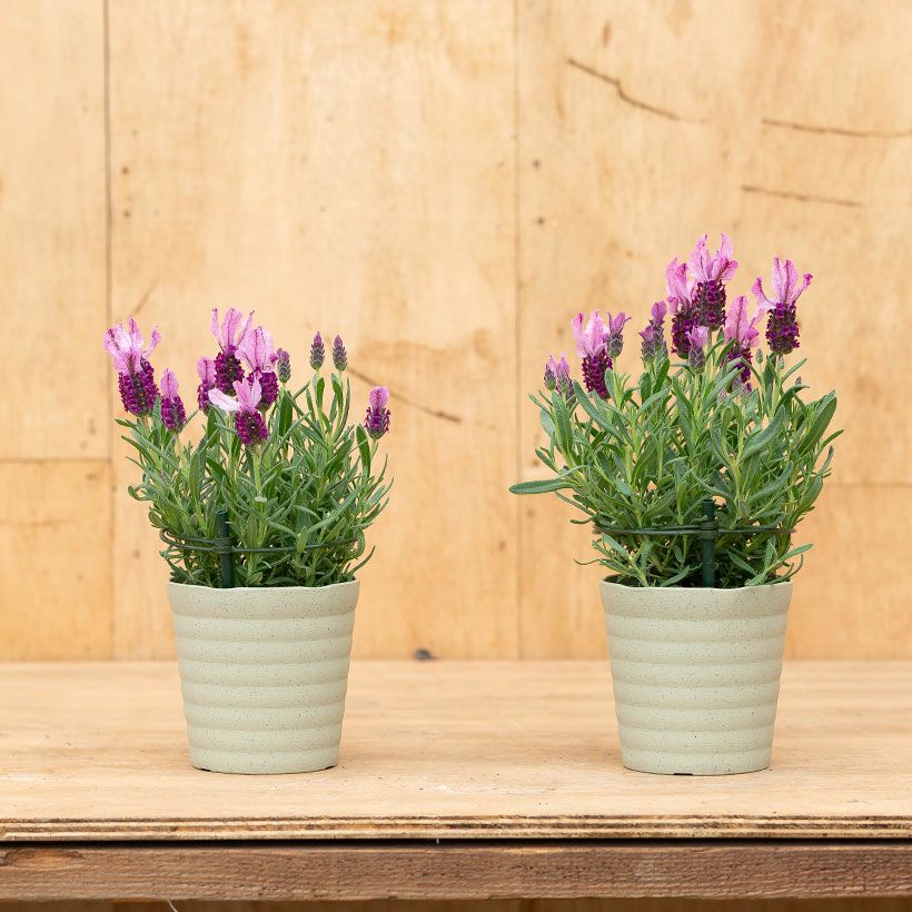 フレンチラベンダー(ラベラ）ディープピンク多花性品種