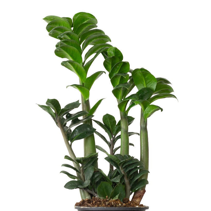 陰に強い（玄関にもお勧め）観葉植物ザミオクルカス・ゼンジー