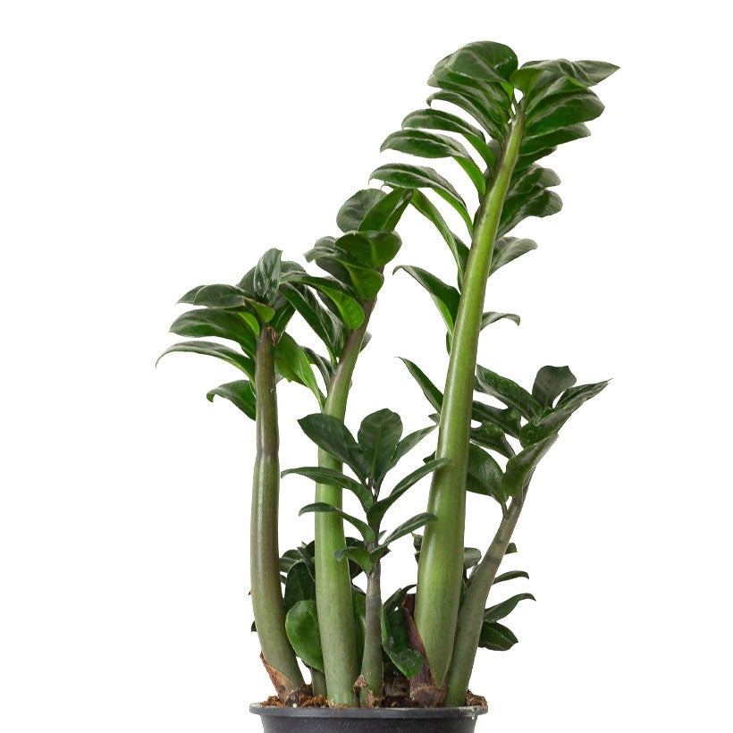 陰に強い（玄関にもお勧め）観葉植物ザミオクルカス・ゼンジー
