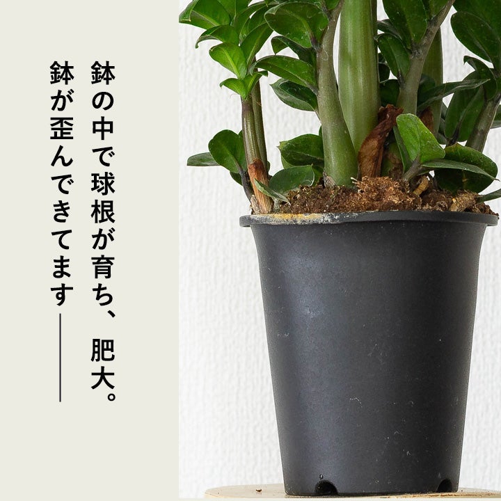 陰に強い（玄関にもお勧め）観葉植物ザミオクルカス・ゼンジー